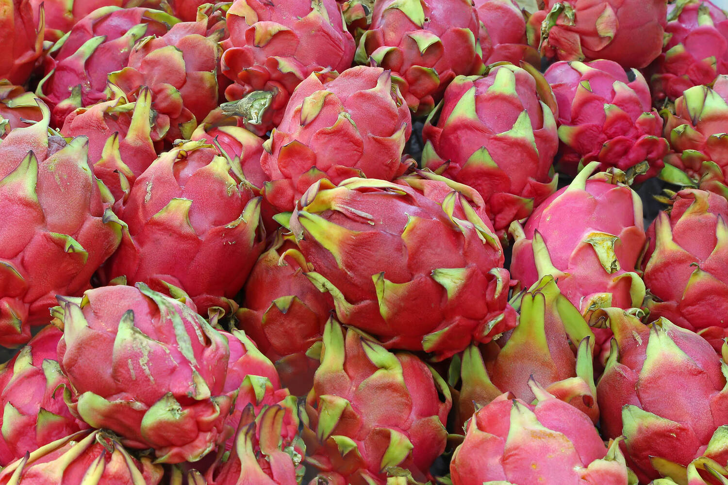 Pitahaya red crade 10 pieces